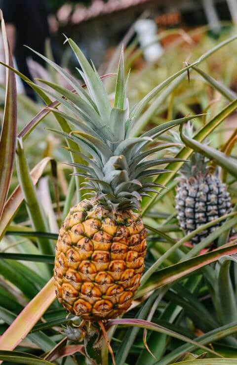 ananas u rastu